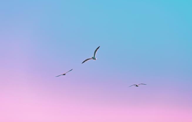 Vogels in de lucht