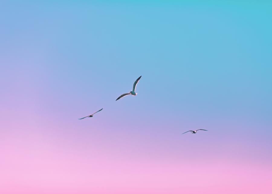 Vogels in de lucht